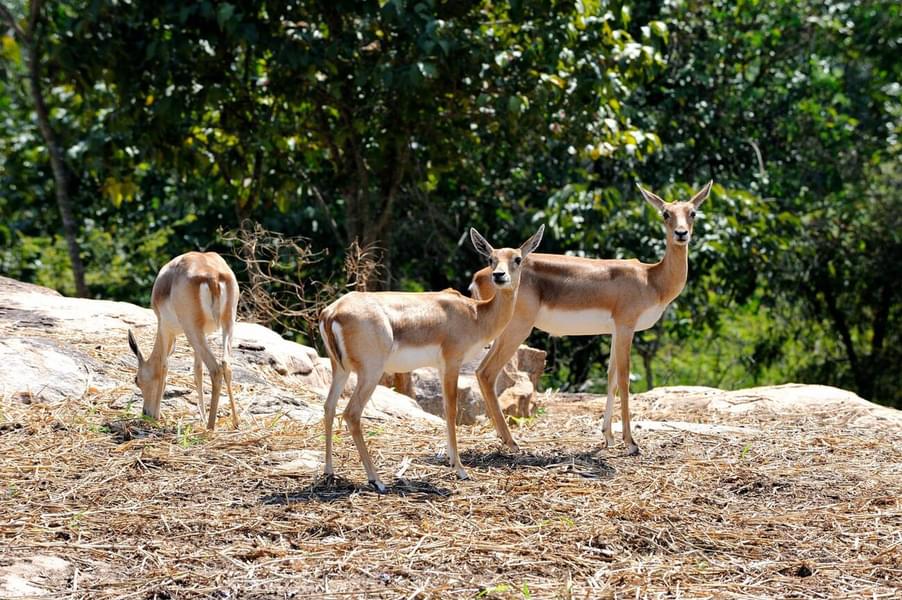 Bannerghatta National Park Safari Image