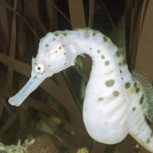 Seahorses.webp