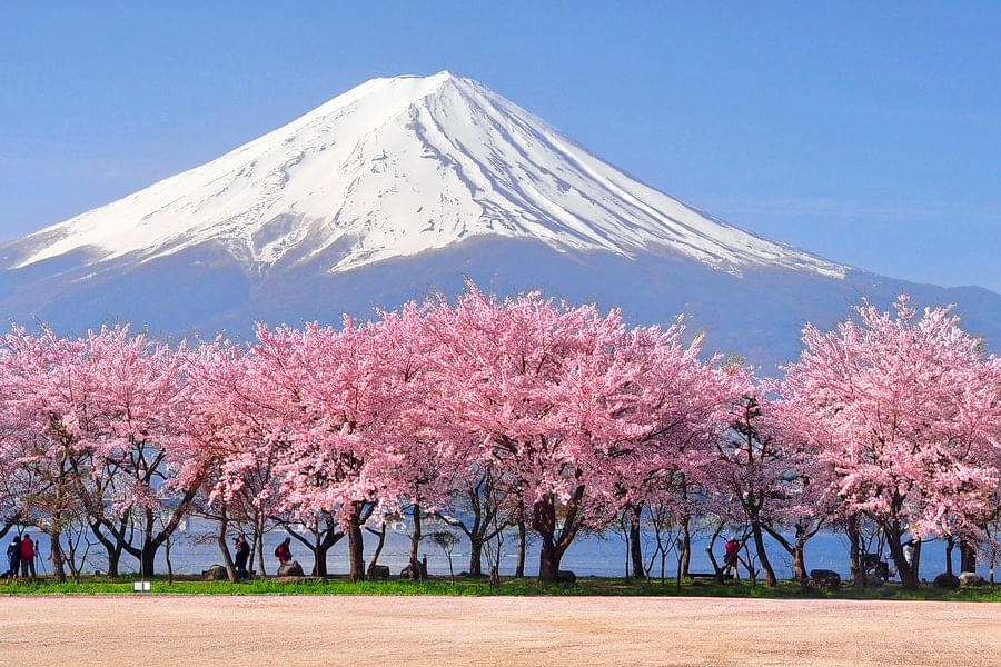 The Instagrammable Japan | Cherry Blossom Special Image