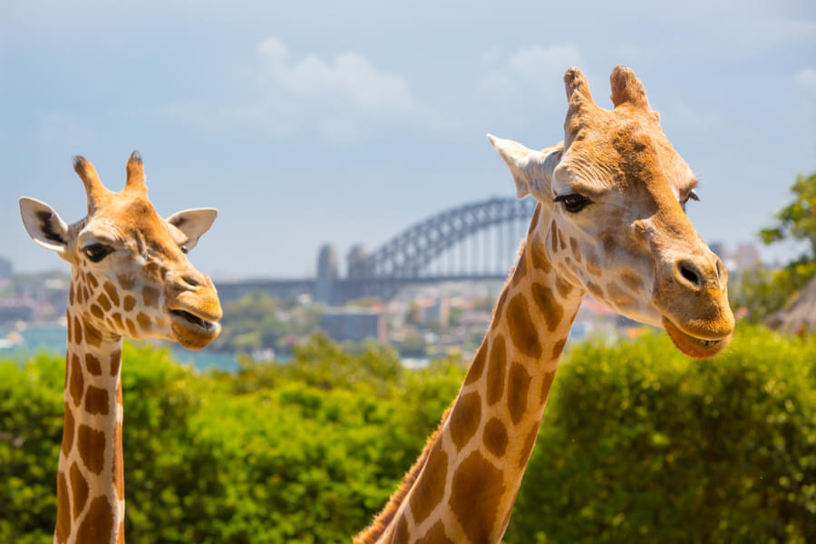 Overlook the cute giraffes at Sydney zoo