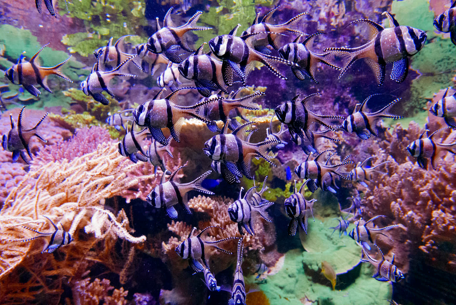 Aquarium Costa de Almería, <em>Spain</em>