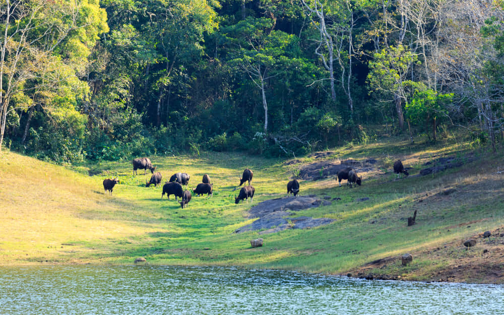 Wildlife sanctuaries and National parks in Kerala