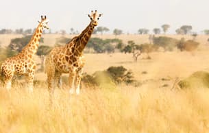 Bpozvv6ejry7izoz9jx9jocfkar5 dl.beatsnoop.com 3000 kzosu9yjxf