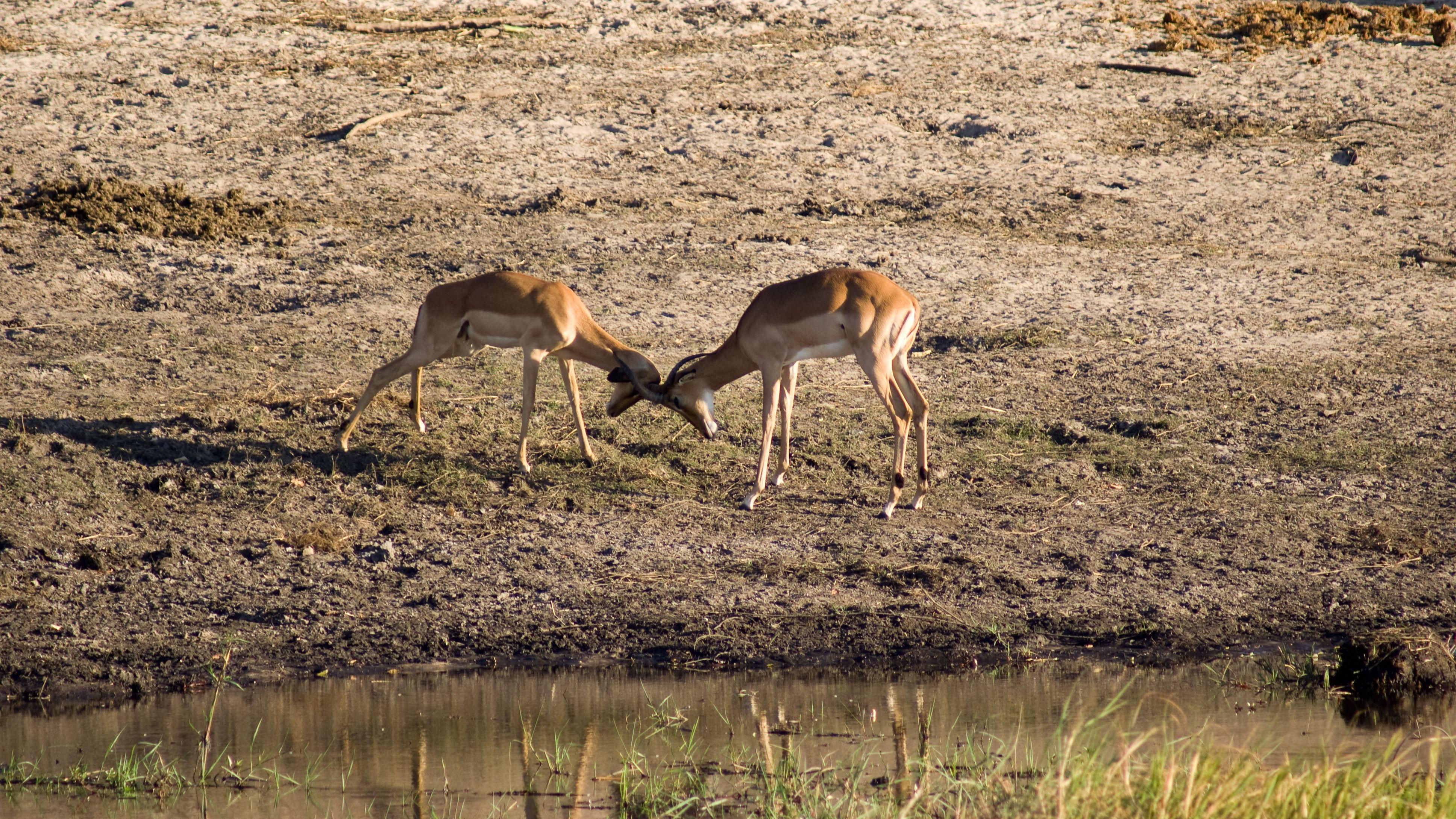 Chobe National Park