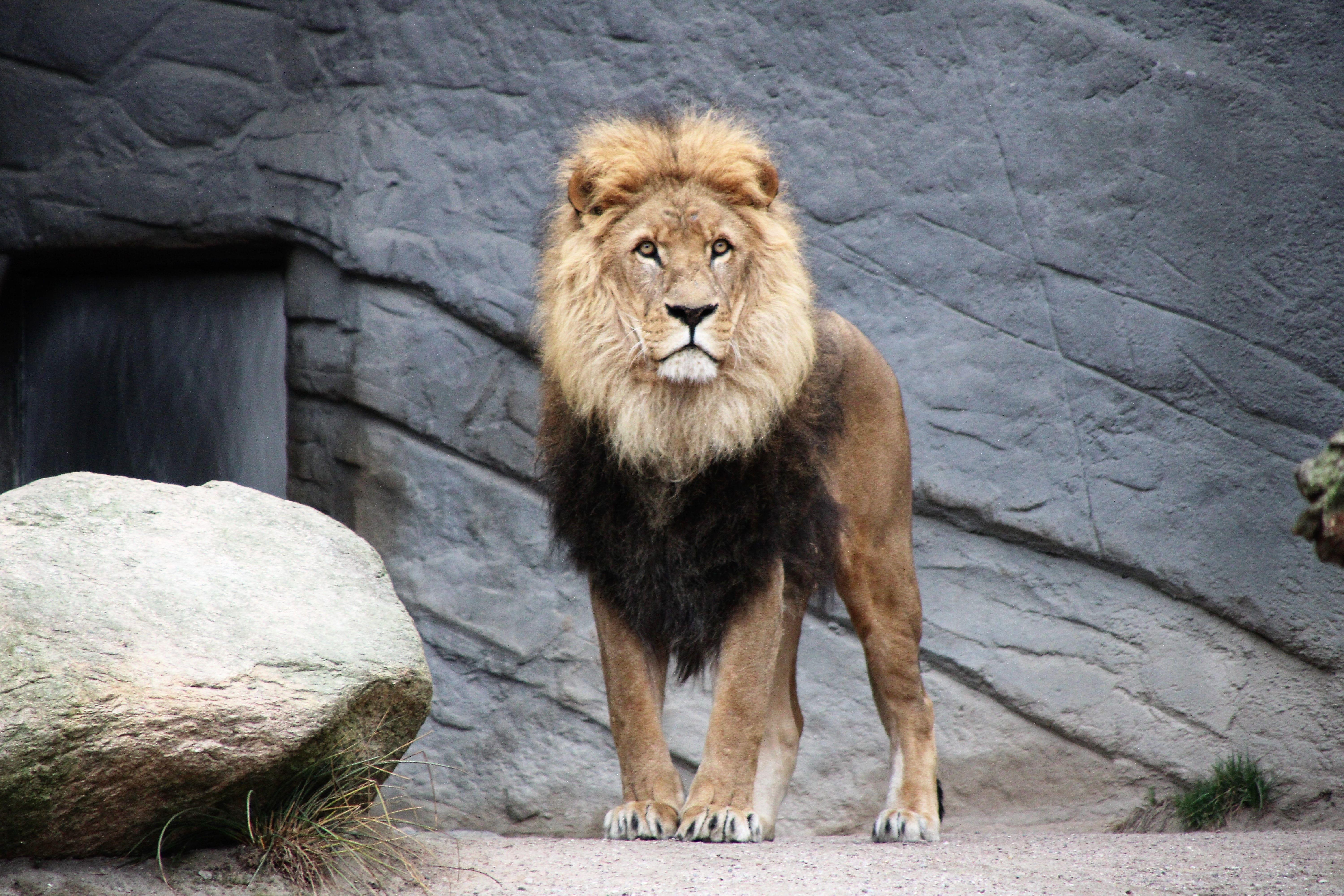 Lions in Valencia Bioparc