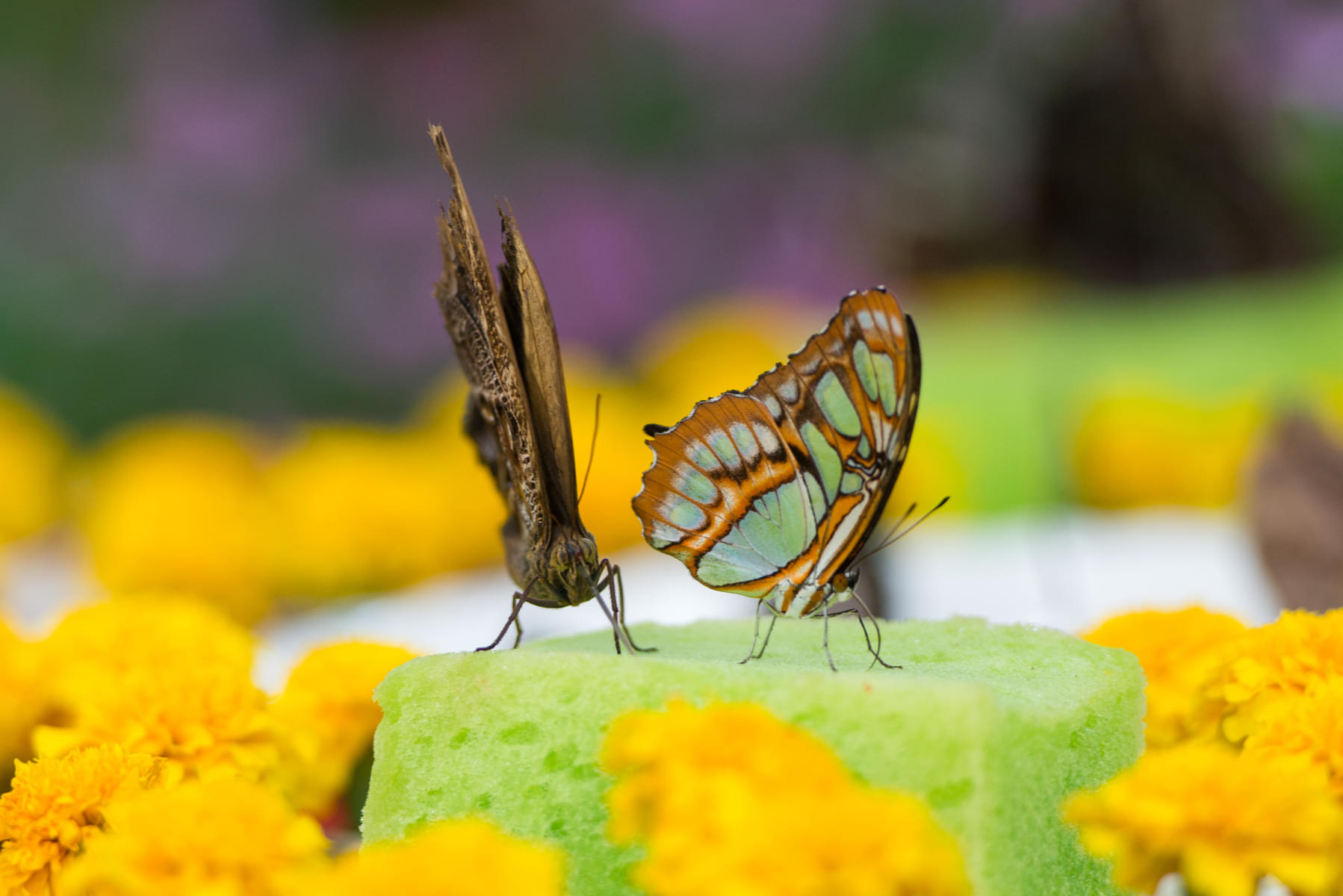 Get to know about different species of butterflies