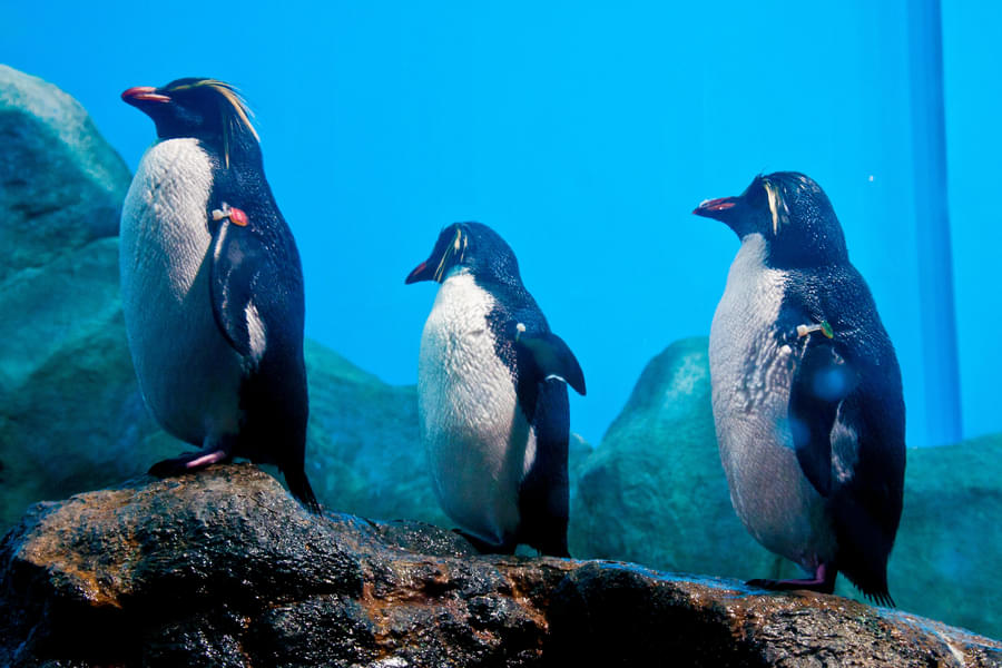 Meet cute Penguins in their near natural habitats