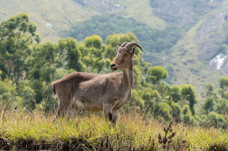Munnar Sightseeing Tour with Kundala Lake Image