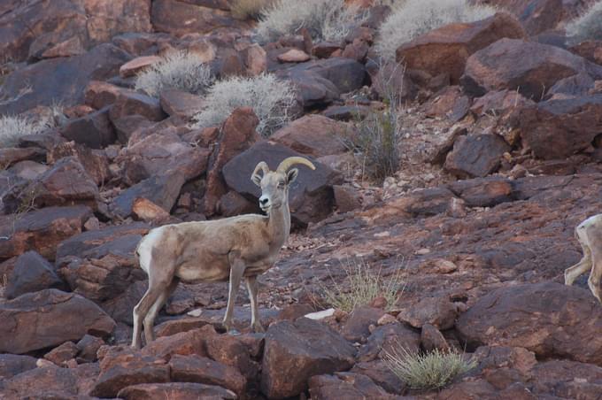 CATCH A GLIMPSE OF BIGHORN SHEEP