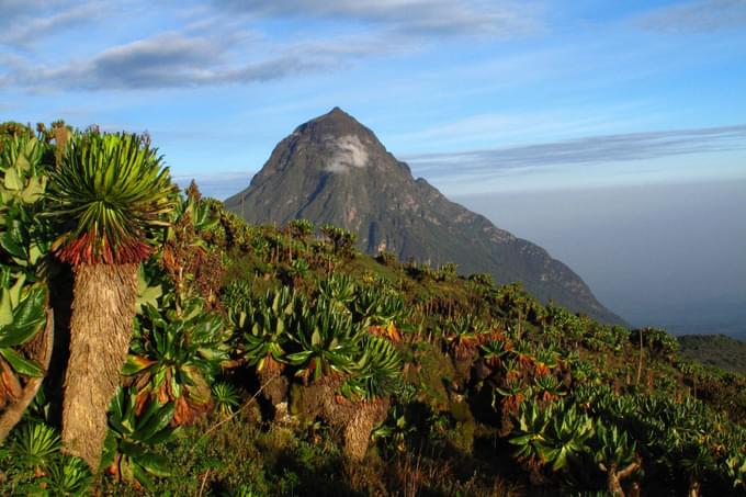 volcanoes-national-park_rwanda_M.jpg