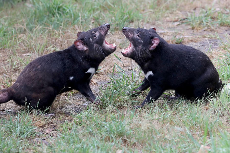 Witness the two little Tasmanian devils - Topsy and Bub on your WILD LIFE Zoo trip