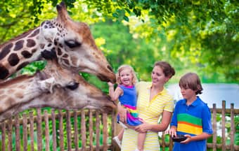 Interact with playful animals at Singapore Zoo