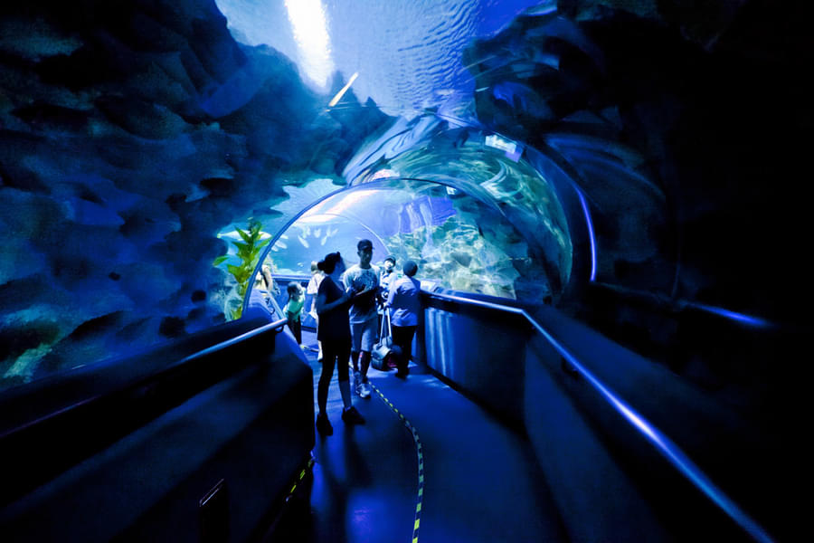 Walk on the 90-metre long underwater tunnel 