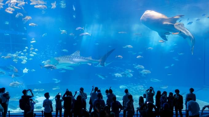 Georgia Aquarium