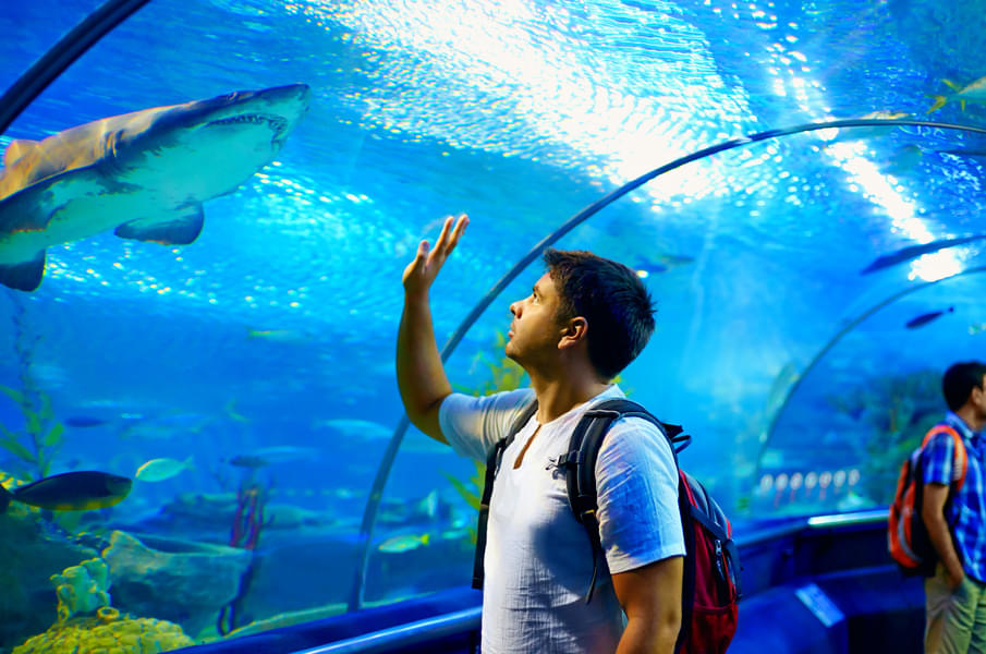 See more than 2000+ sea creatures at the tunnel