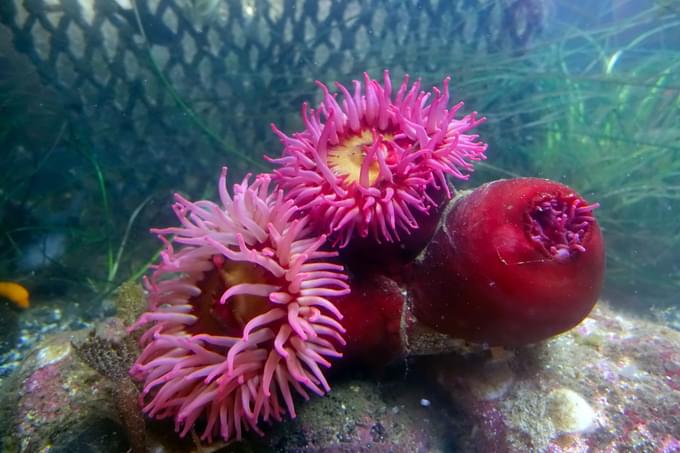 Ucluelet Aquarium