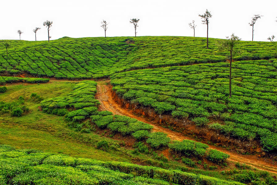 Nature Walk In Thekkady Image