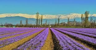 Explore Saffron Fields