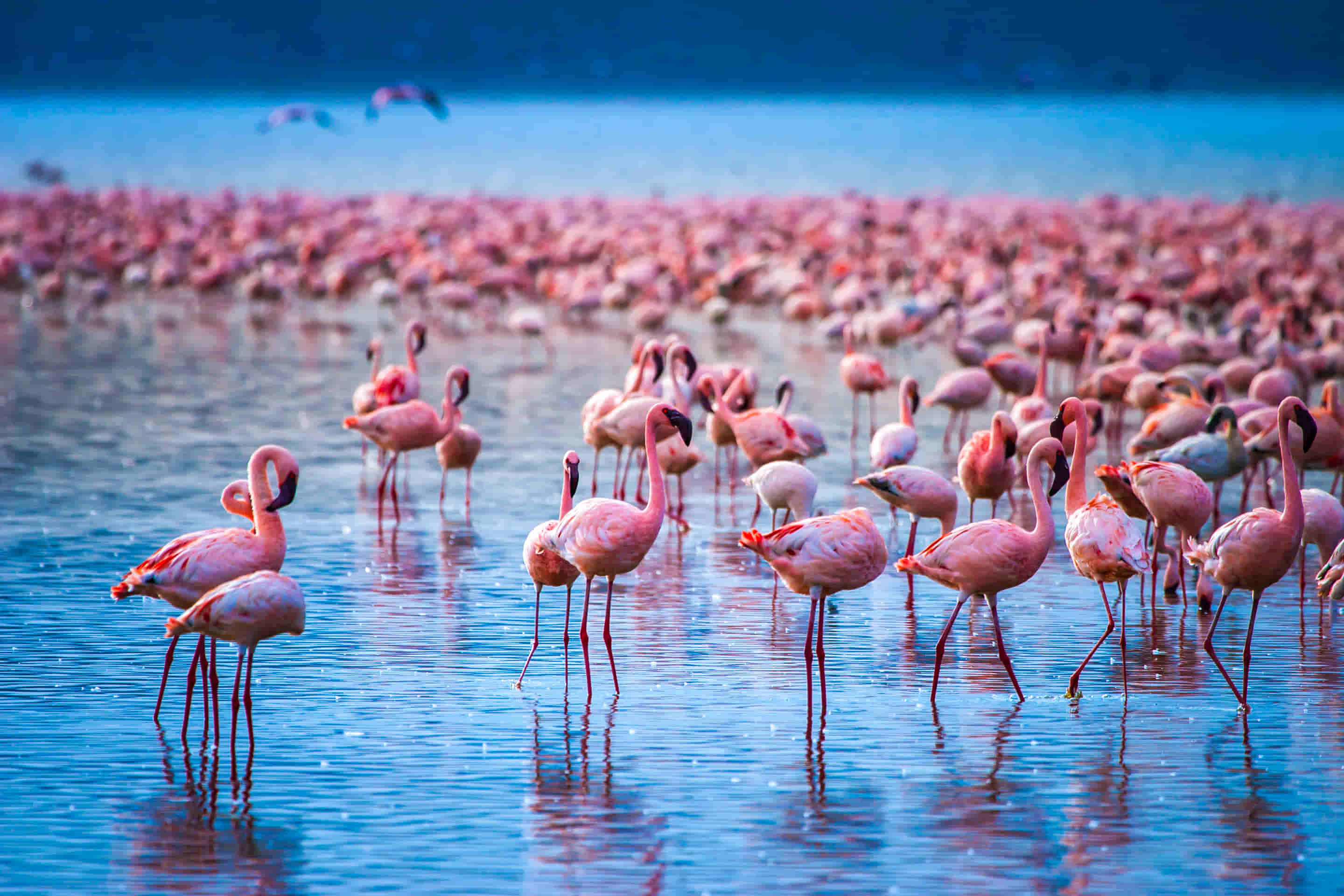 Nakuru Tour Packages
