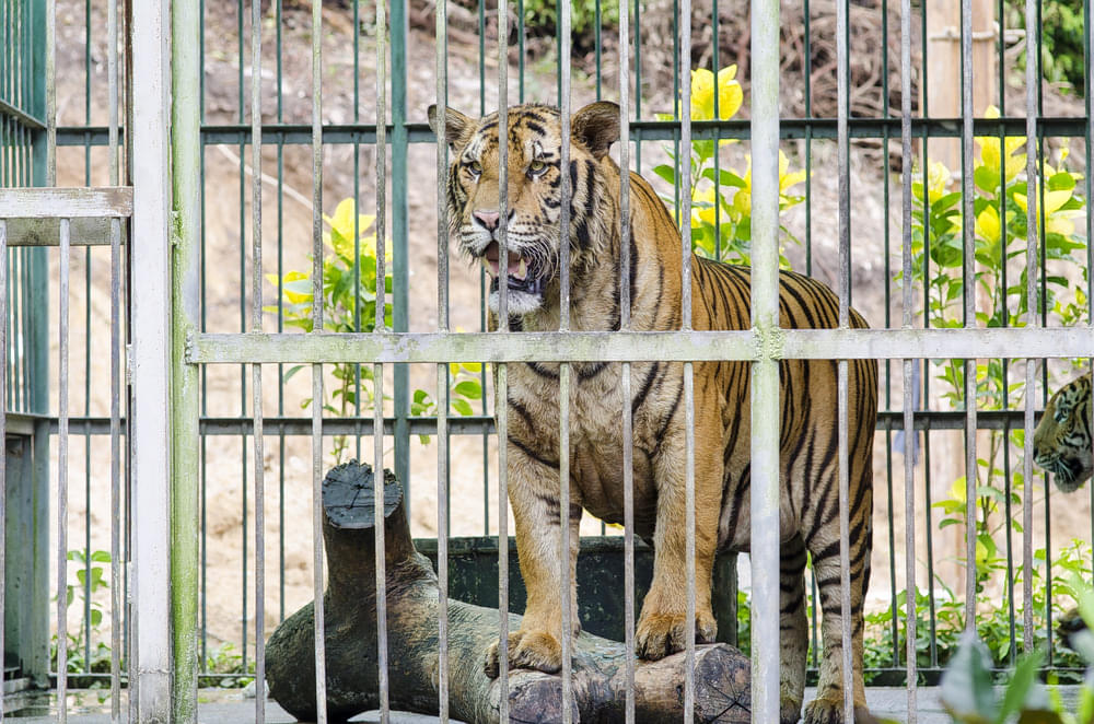 Maharaj Baug & Zoo Overview
