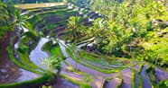 Amazing Tegallalang Rice Terrace Tour Book Now