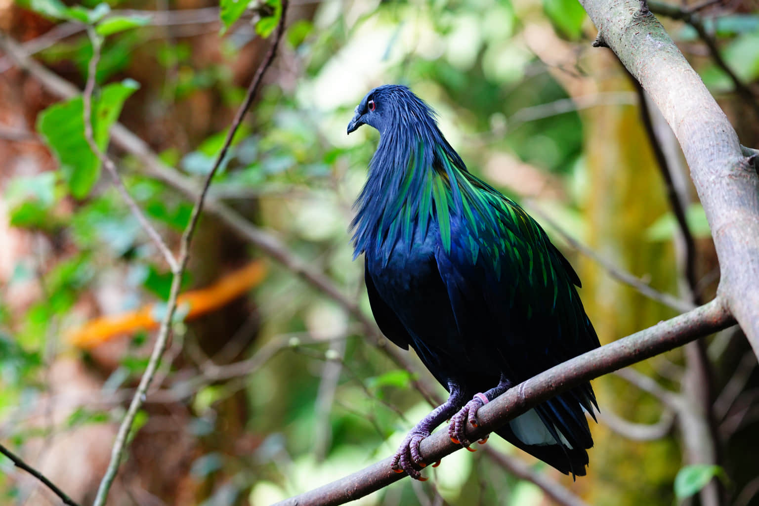 Nicobar Pigeons