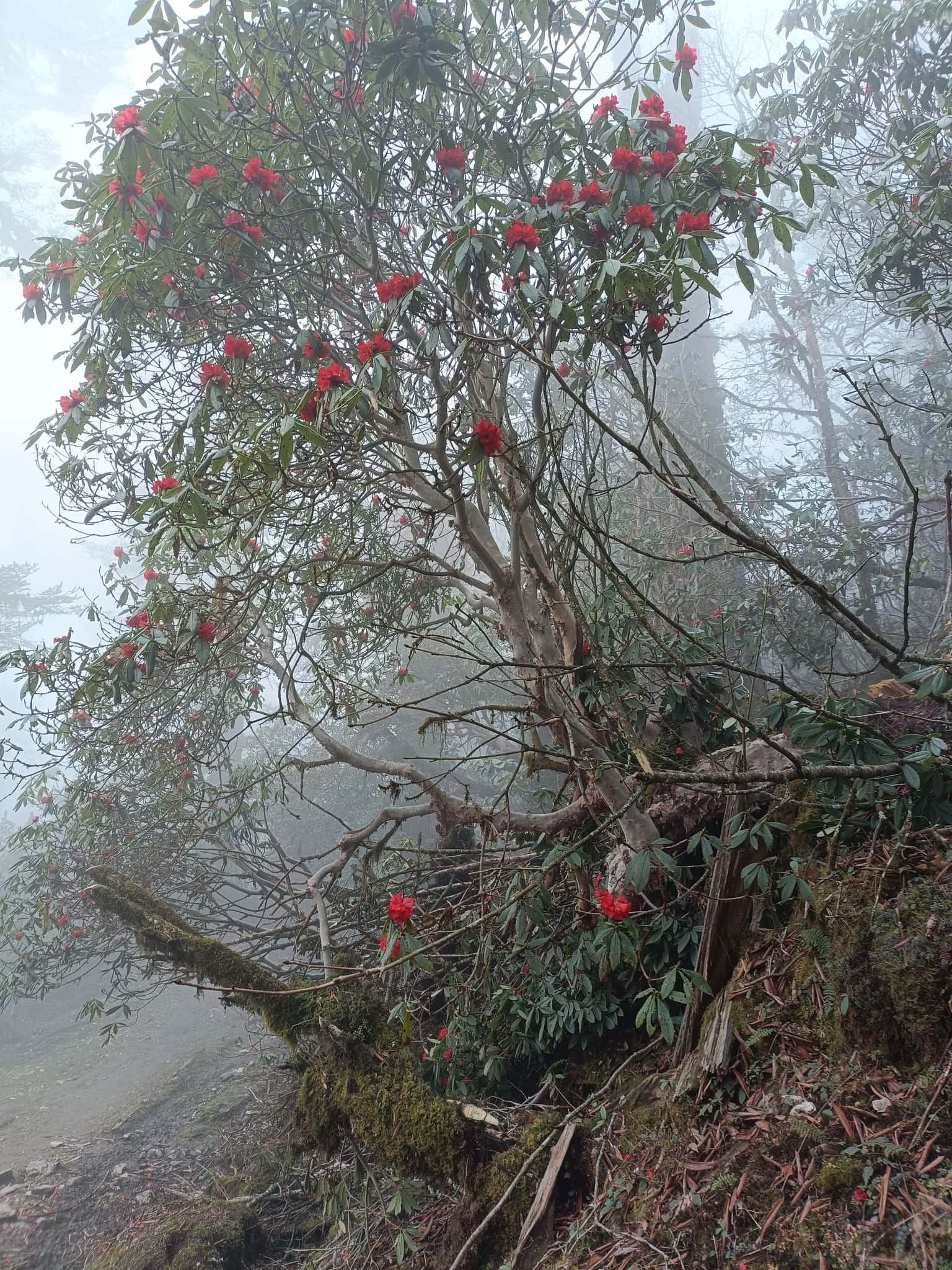 Photo from Suren Chettri's trip