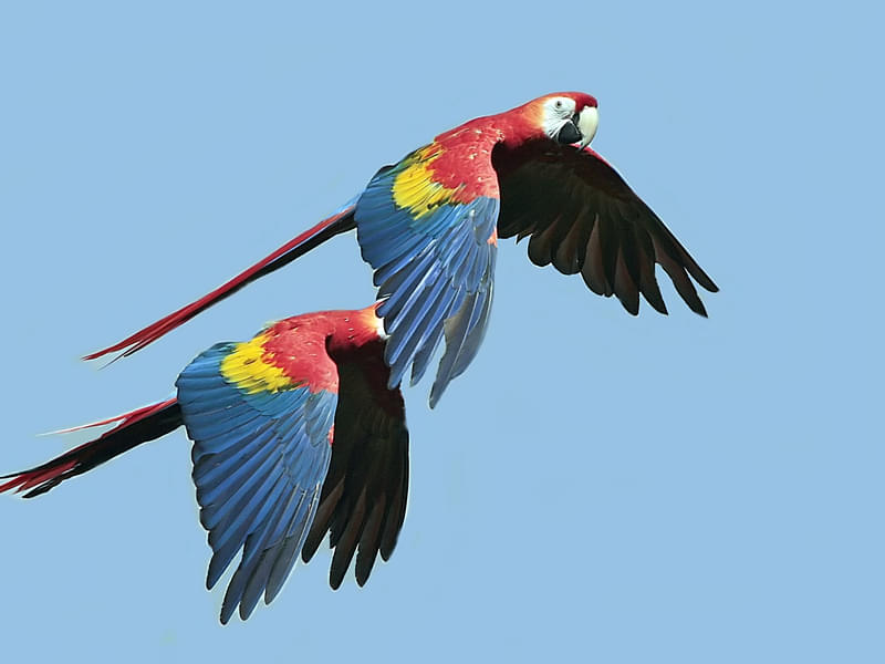 Macaw Aviary At Safari World Bangkok 