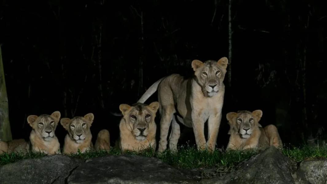 night safari animals