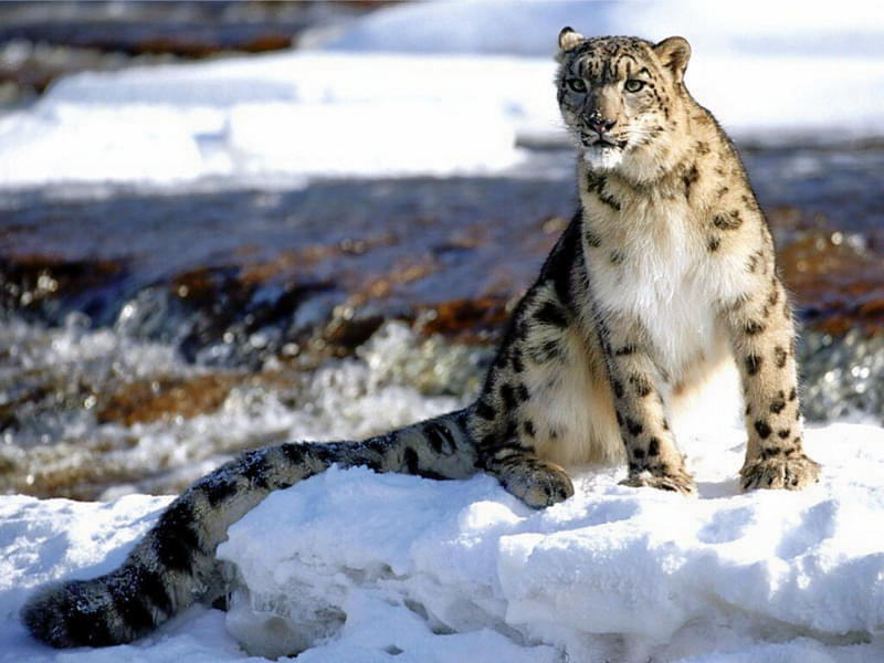 Catch a glimpse of the elusive snow leopard in the high altitude landscapes of Ladakh