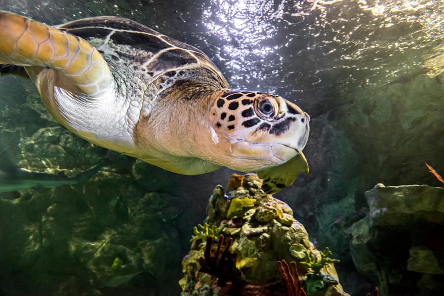 Be amazed by different water animals like Green turtle