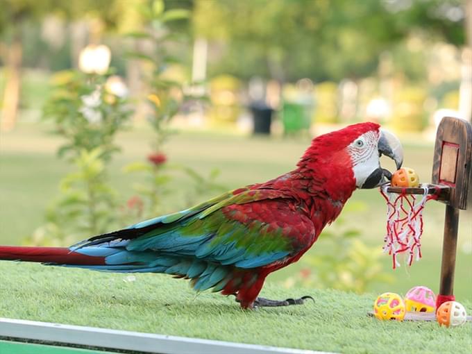 exotic bird show