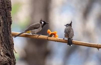 Partake in Birding and Wildlife Watching