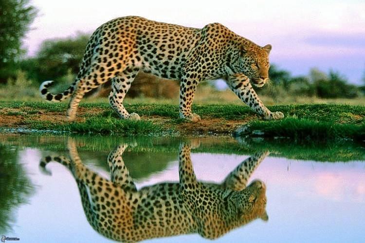 Dajipur Wildlife Sanctuary Safari Image