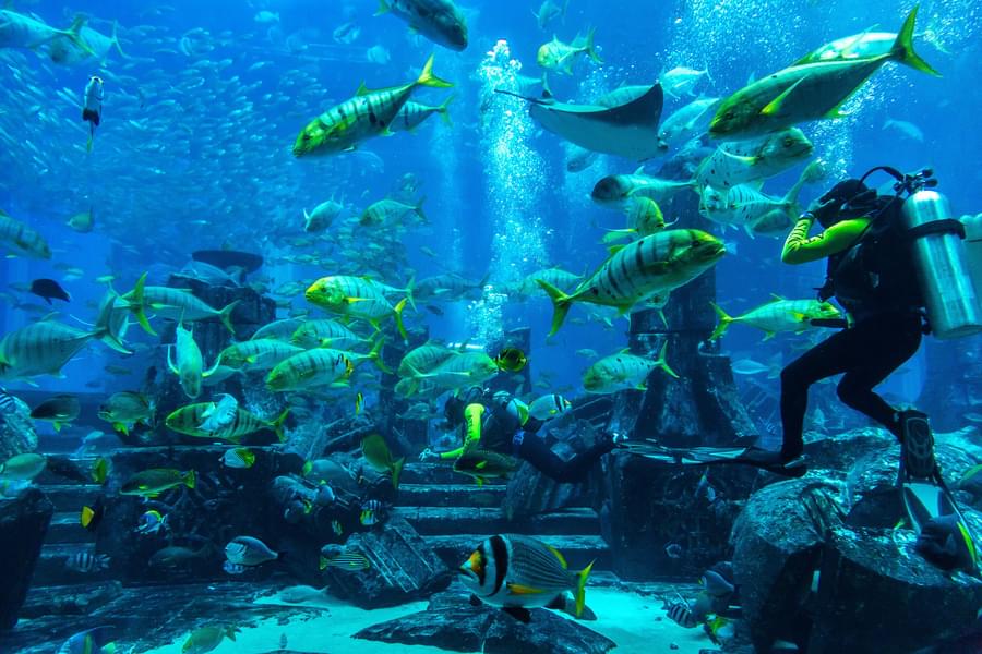 Places for Scuba Diving in Dubai