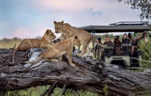 Fearless lioness spending time with the cubs at Okavango Delta