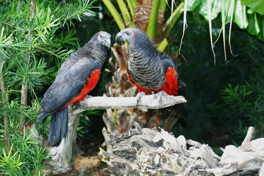 Papua Exhibit of Bali Bird Park