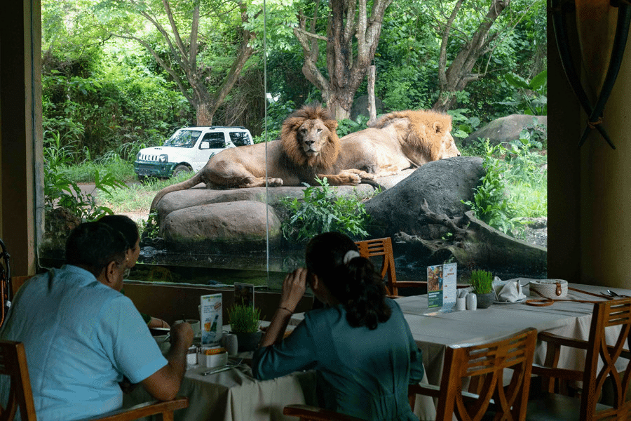 Breakfast with the Lions