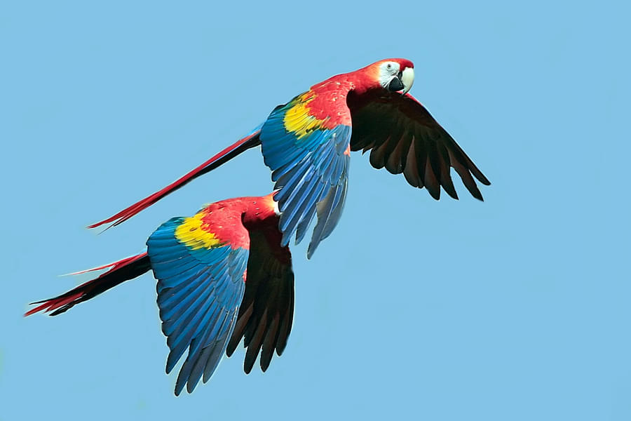Macaw Aviary