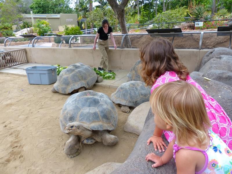 Say hello to Galapagos tortoise the largest living species of tortoise