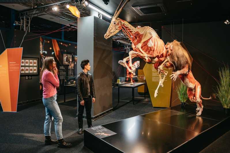 BODY WORLDS Berlin Tickets Image