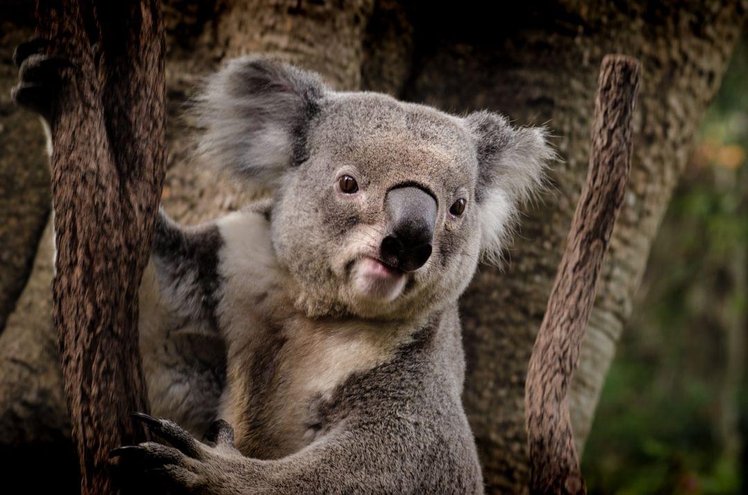 Lone Pine Koala Sanctuary Tickets