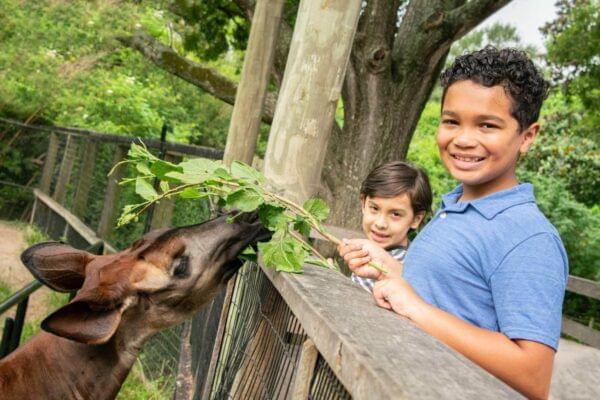 okapi in houston zoo