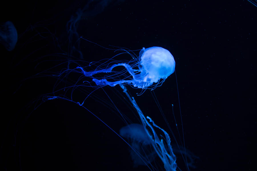 See jellyfishes and other marine creatures in the aquarium
