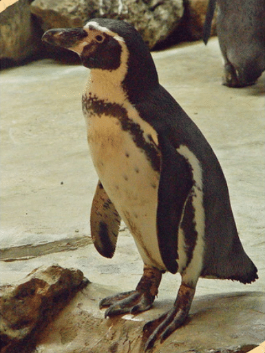See all Breeds of Penguin