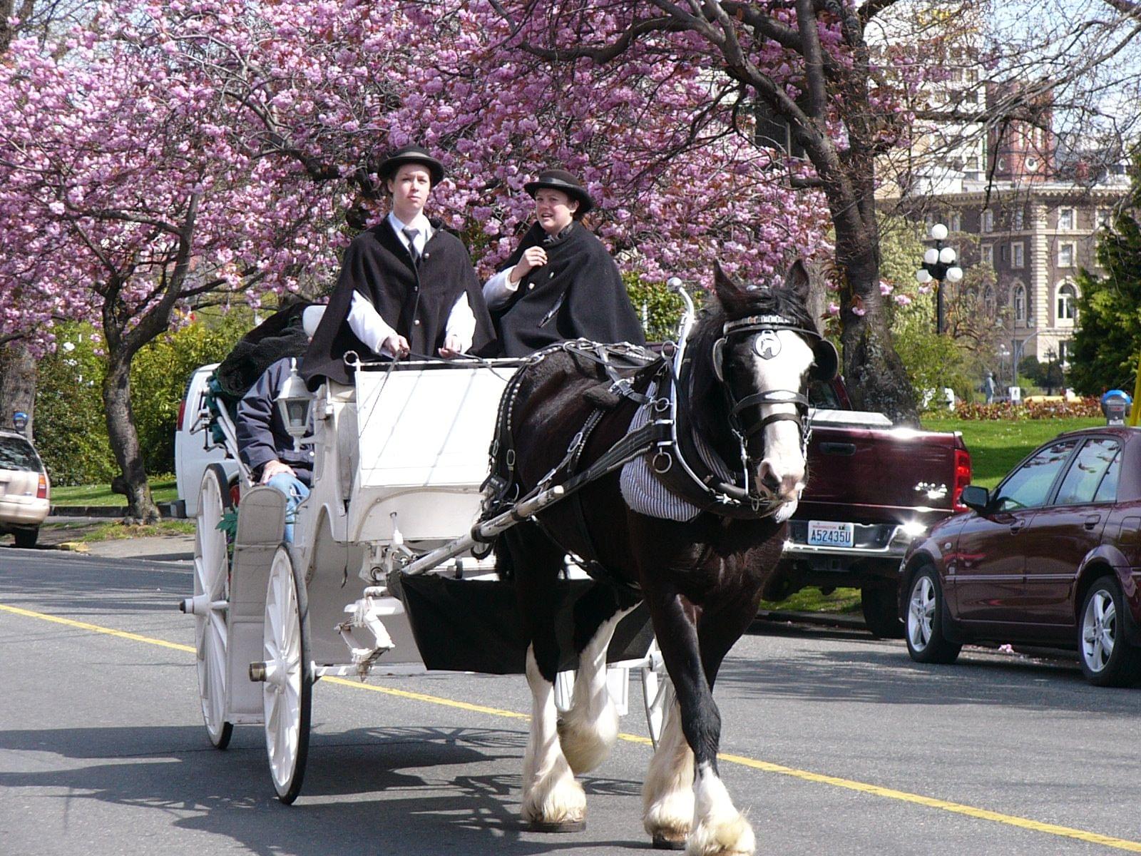 Kyoto Sagano Carriage Tour