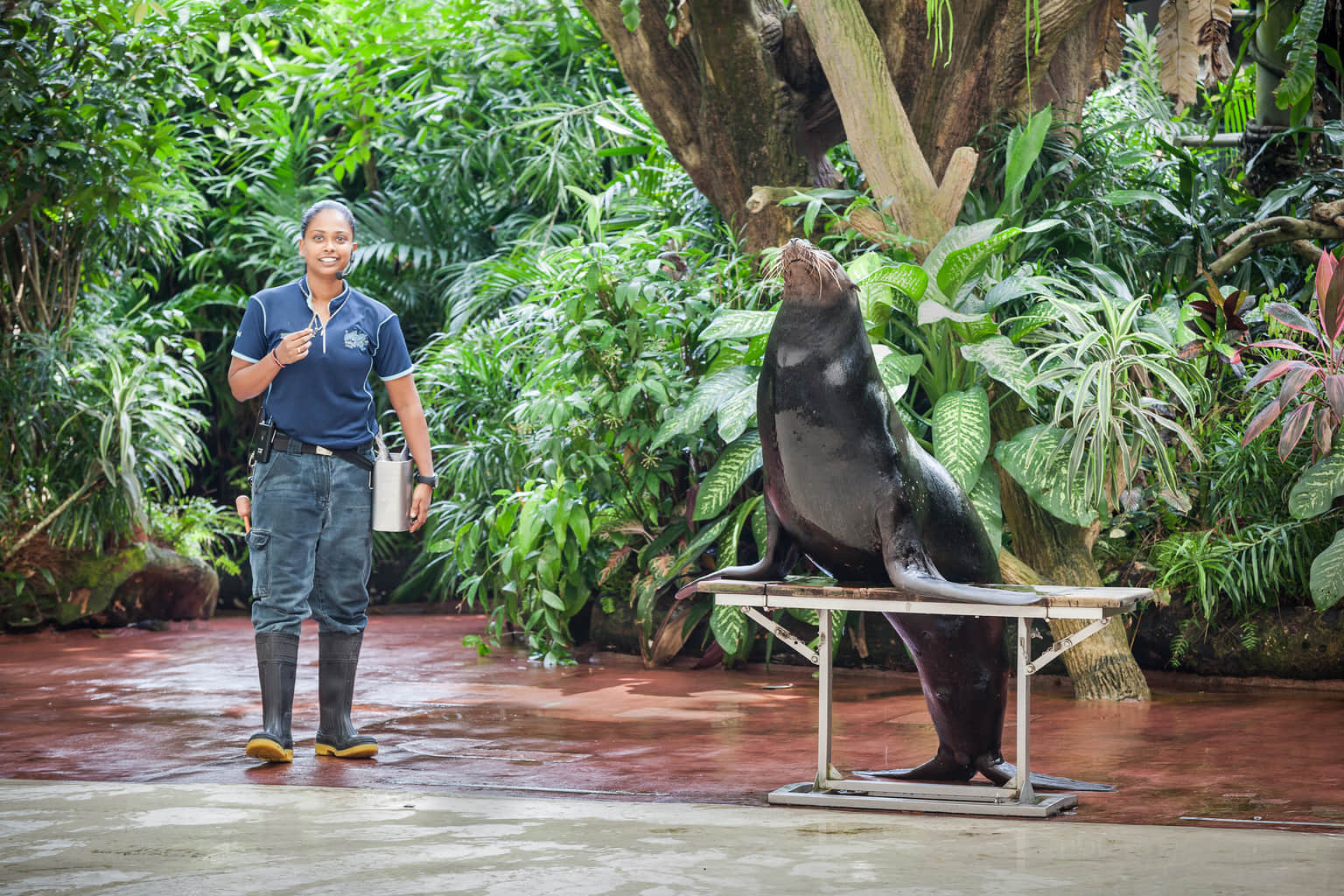 Splash Safari Show