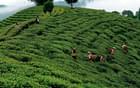 Marvel at the lush tea plantations of the Darjeeling