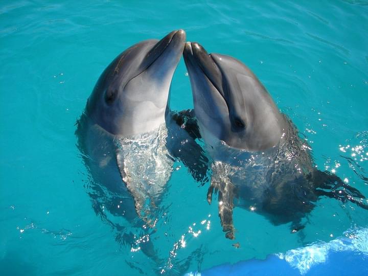 Dolphins In Cabo San Lucas.jpg