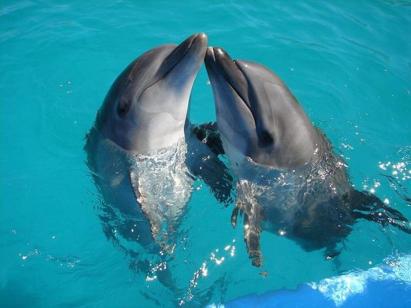 Swim With Dolphins In Cabo